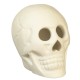 Dolls House Skull Statue Halloween Display Skeleton Head Ornament Accessory