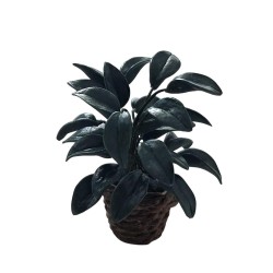 Dolls House Rubber Plant in Basket Dark Green Glossy 1:12 Scale Dolls House Rubber Plant in Basket Dark Green Glossy 1:12 Scale