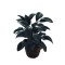 Dolls House Rubber Plant in Basket Dark Green Glossy 1:12 Scale