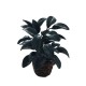 Dolls House Rubber Plant in Basket Dark Green Glossy 1:12 Scale Dolls House Rubber Plant in Basket Dark Green Glossy 1:12 Scale
