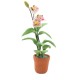 Dolls House White Lilly Flower in Terracotta Plant Pot Ornament Garden Accessory Dolls House White Lilly Flower in Terracotta Plant Pot Ornament Garden Accessory