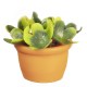 Dolls House Green House Plant in Terracotta Flower Pot Outdoor Garden Accessory Dolls House Green House Plant in Terracotta Flower Pot Outdoor Garden Accessory