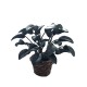 Dolls House Rubber Plant in Basket Dark Green Glossy 1:12 Scale Dolls House Rubber Plant in Basket Dark Green Glossy 1:12 Scale
