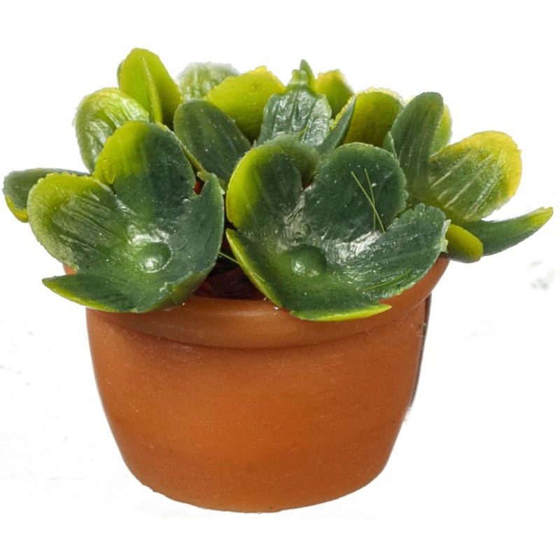 Dolls House Green Plant in Terracotta Pot Miniature Garden Accessory 1:12 Scale