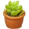 Dolls House Succulent Plant in Terracotta Pot Miniature Garden Accessory 1:12