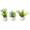 Dolls House Mixed Green Plants in White Pots Miniature Garden or Home Accessory