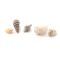 Dolls House 5 Sea Shells Ornaments Miniature Beach Bathroom Garden Accessory 