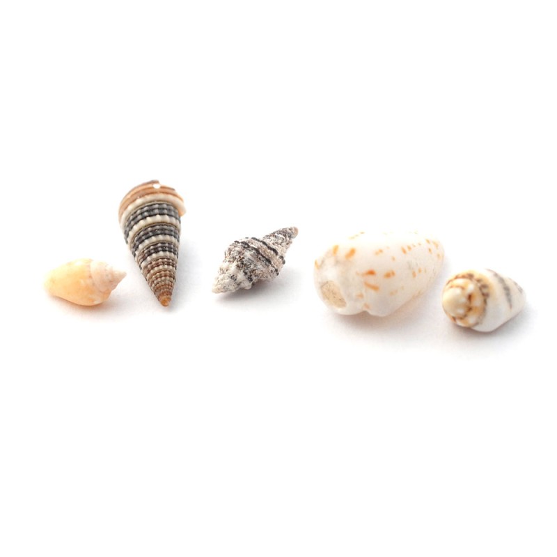 Dolls House 5 Sea Shells Ornaments Miniature Beach Bathroom Garden Accessory 