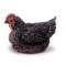 Dolls House Sitting Hen Miniature Outdoor Bird Chicken Animal Garden Accessory