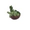 Dolls House Low Round Pot Full of Succulents Miniature Home or Garden Accessory