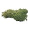 Dolls House Dark Green Lichen 12s Garden Scenic Accessory