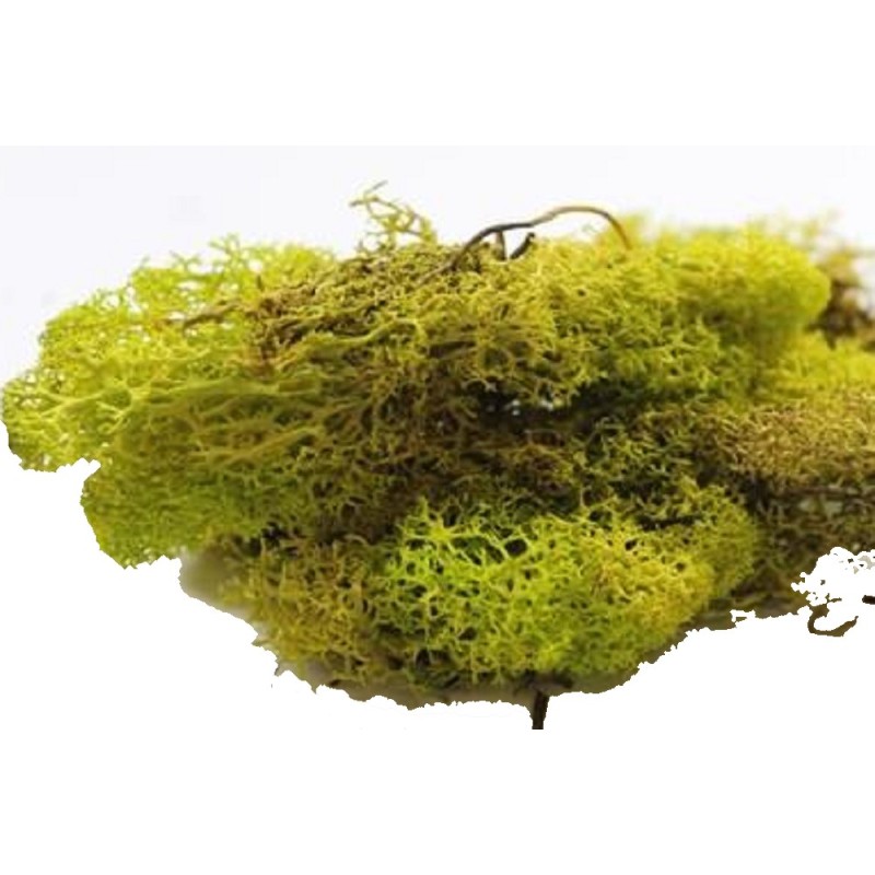 Dolls House Light Green Lichen 12s Garden Scenic Accessory