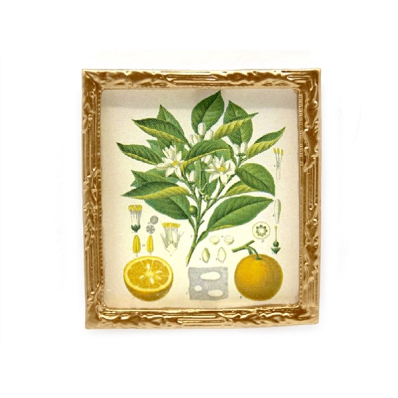 Dolls House Botanical Orange Picture Painting Gold Frame Miniature Accessory