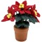 Dolls House Red Poinsettia in Pot Miniature Christmas Flower Garden Accessory
